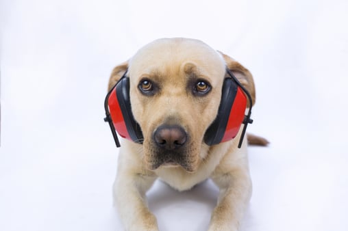 Dog with noise reducing ear muffs