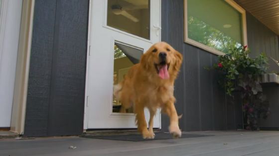 The 5 Most Informative LARSON Pet-Friendly Storm Door Reviews